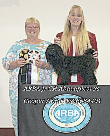 ARBA Jr Champion Ahavpicaro's Cooper